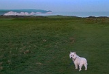 Mickey on Seaford Head