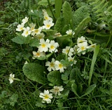 Primroses, Abbots Wood