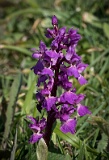 Early-purple orchid, on the downs near Beachy Head