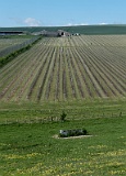 Rathfinny Estate vinyard