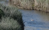 The Cuckmere near Litlington