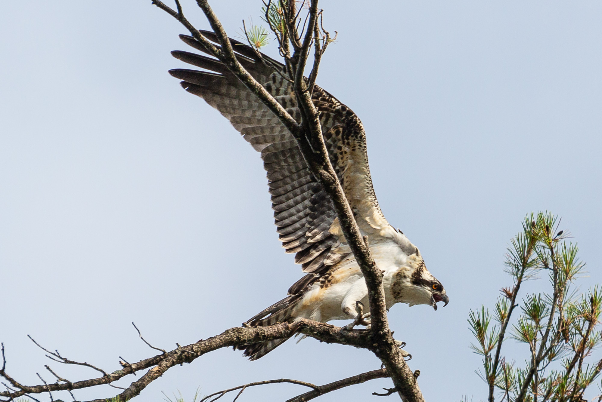 osprey