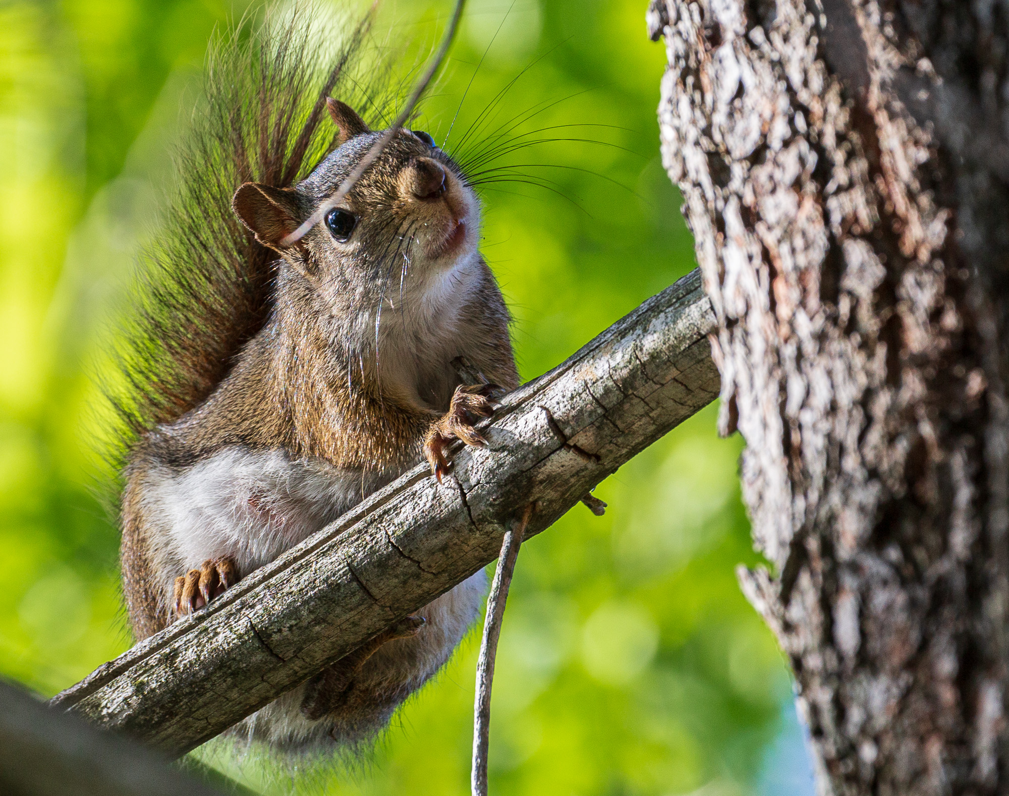 rat snake and red squirrel