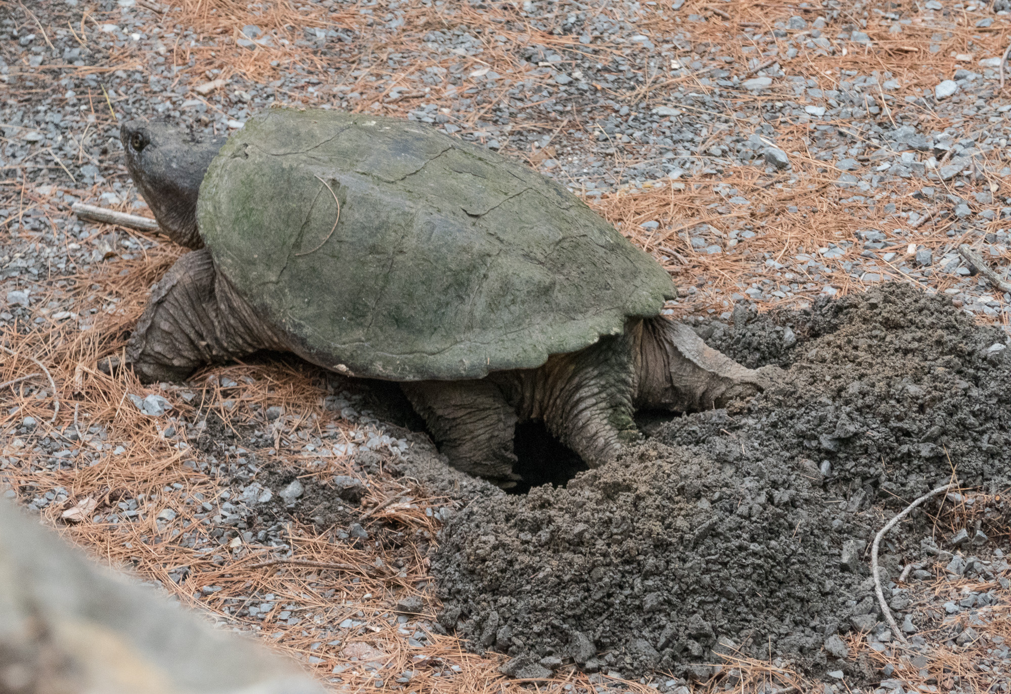snapping turtle