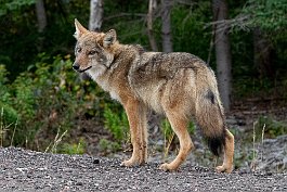 Coyote, Cape Breton Highlands, Nova Scotia