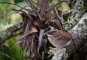 Andean sparrow - we saw them everywhere